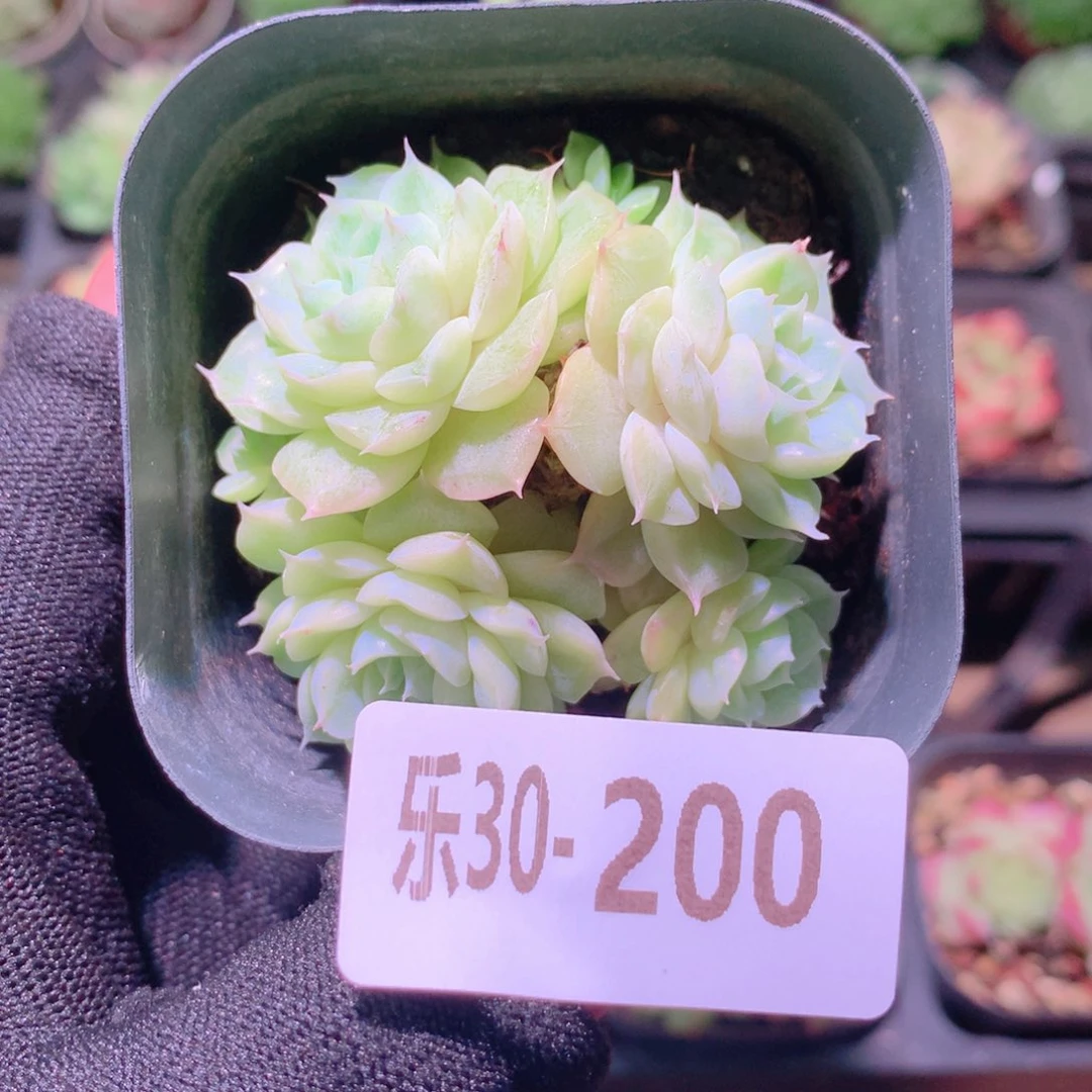 乐然30-200 麦秆群