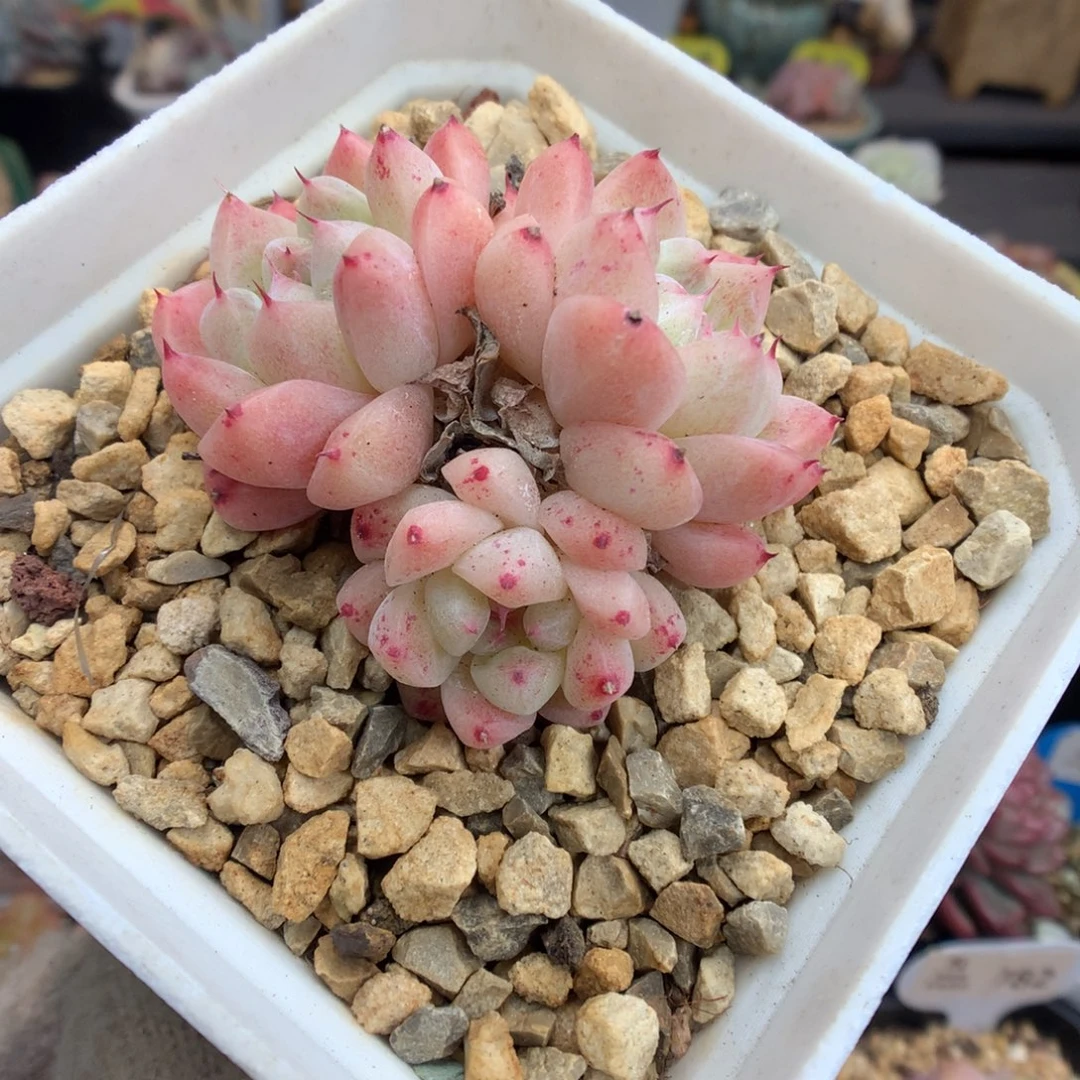 三头如梦令多肉植物一物一拍