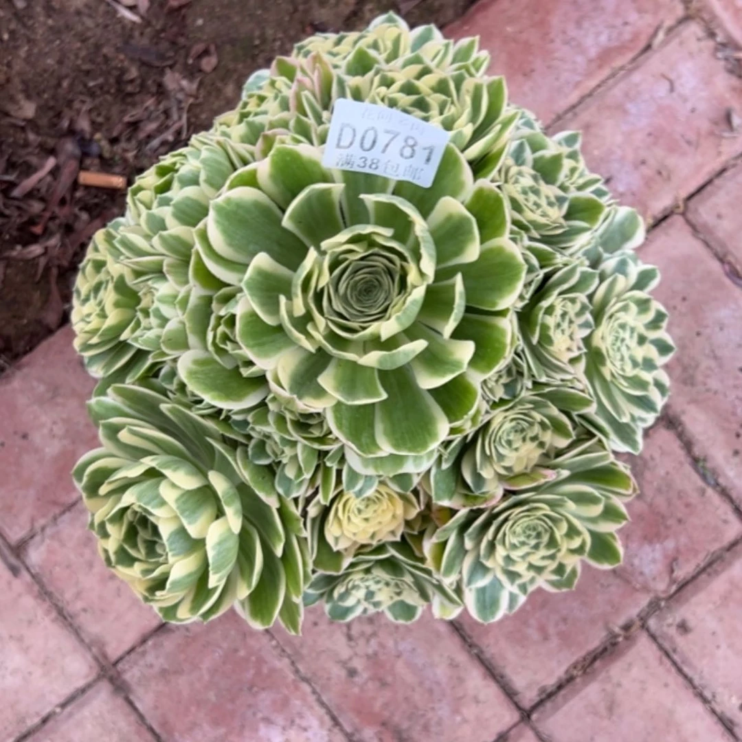 【闪购商品】781迈巴赫多肉