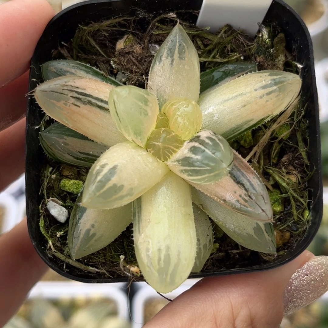 65龙爪玉露锦哈哈哈哈哈