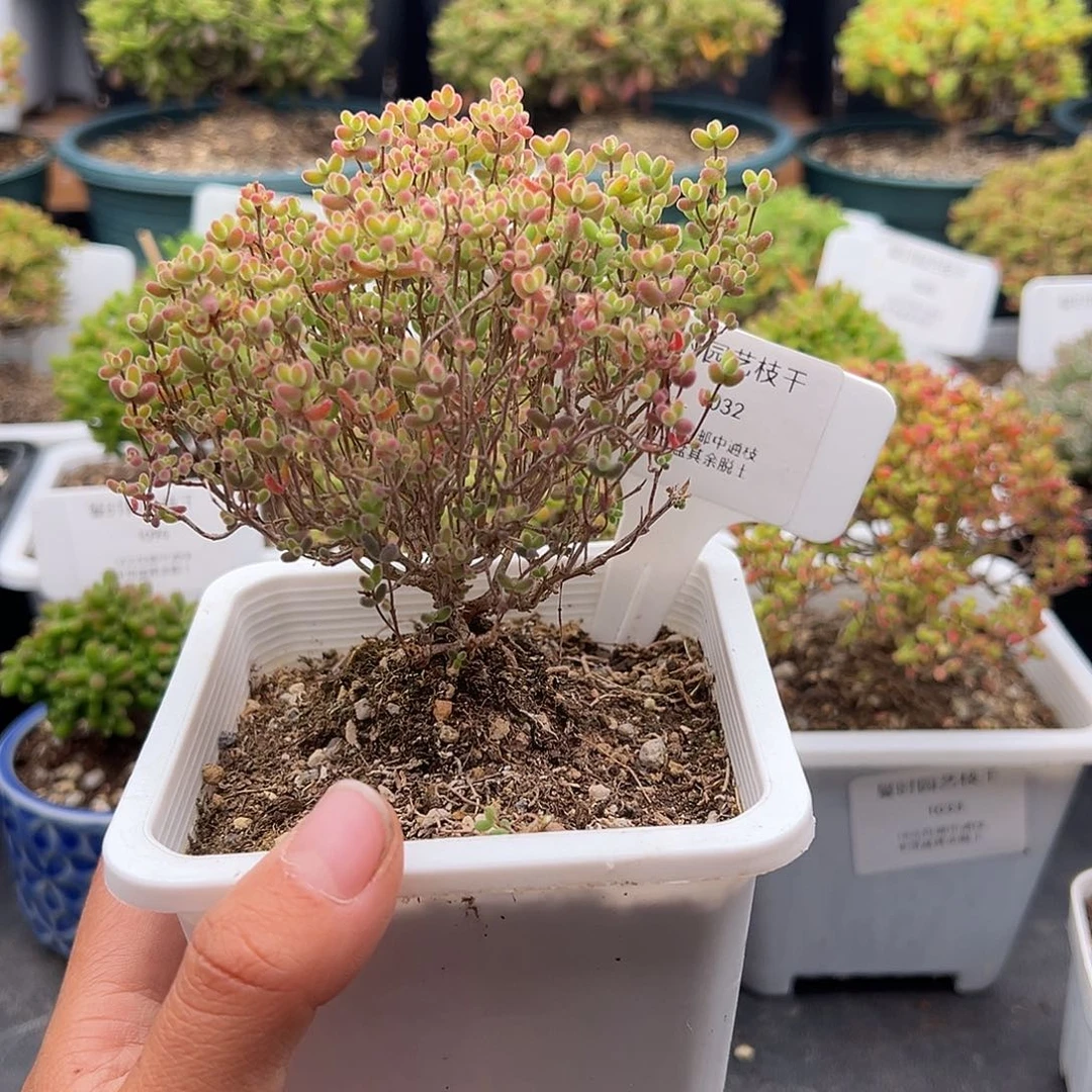 星*1032号密橘糖球元旦福利1.1多肉