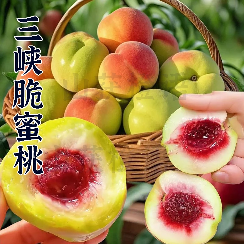 山获橙语湖北秭归新鲜现摘现发脆蜜桃应季水果原生态农家自种