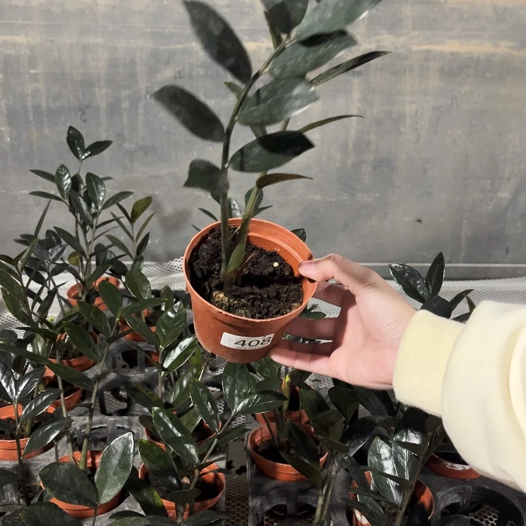 无花朵408黑乌鸦金钱树