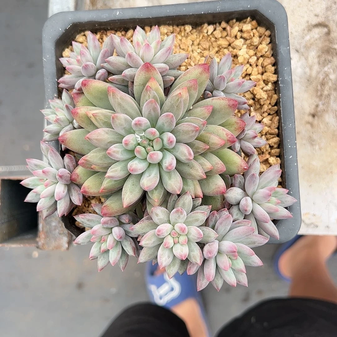 【闪购商品】车厘子锦