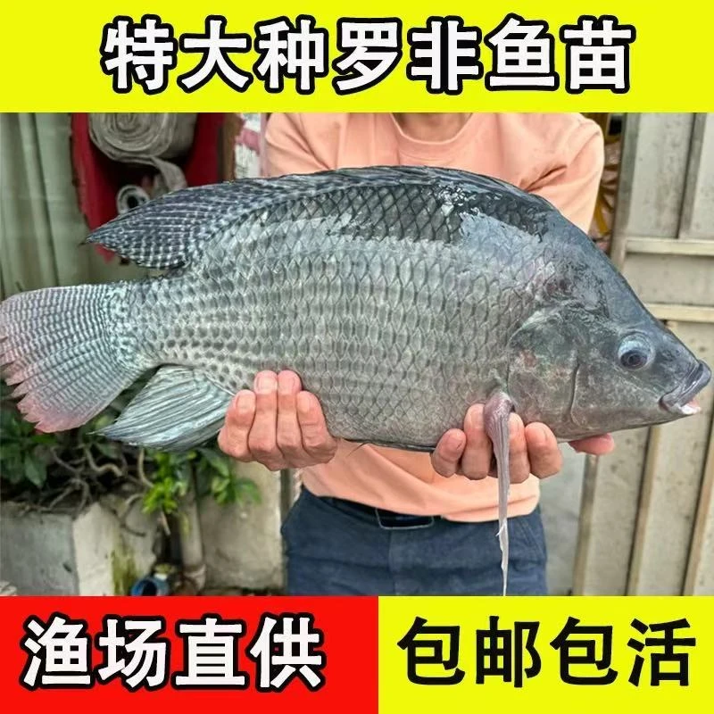 大品种罗非鱼苗单性福寿鱼抗寒活体放塘淡水养殖草鱼苗鲫鱼苗包活