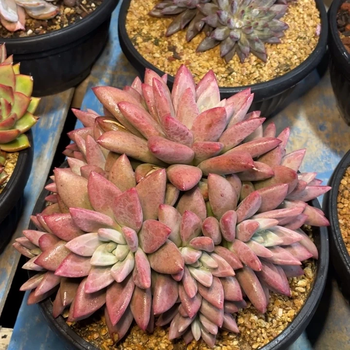 【闪购商品】赫菲虞