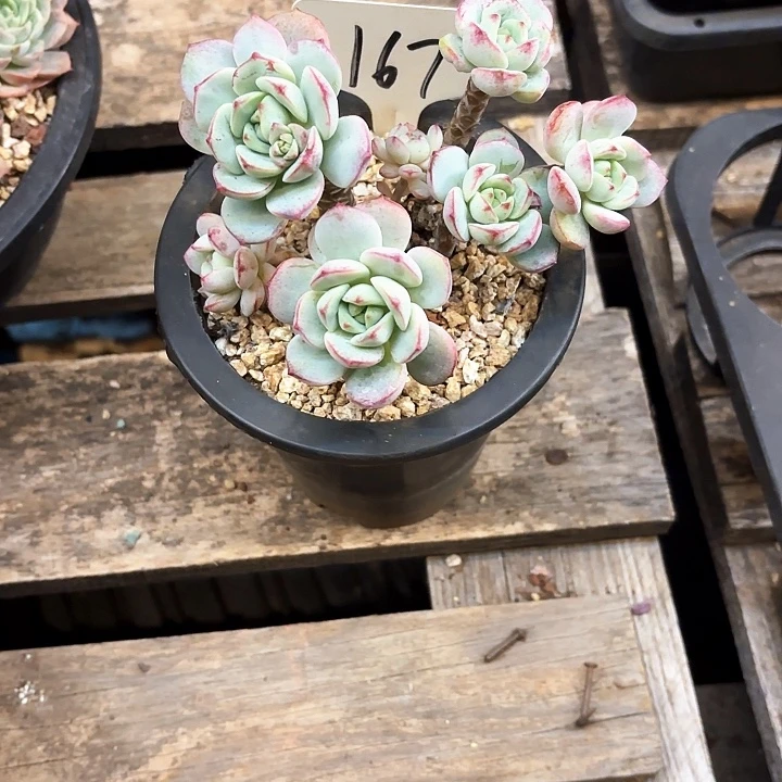 多肉植物，香草167号