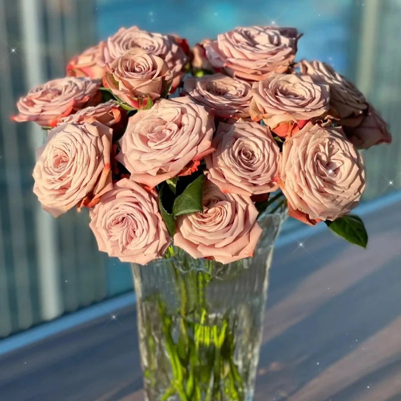 【卡布奇诺】单头玫瑰新鲜鲜花花束云南鲜花基地直发适合客厅装饰