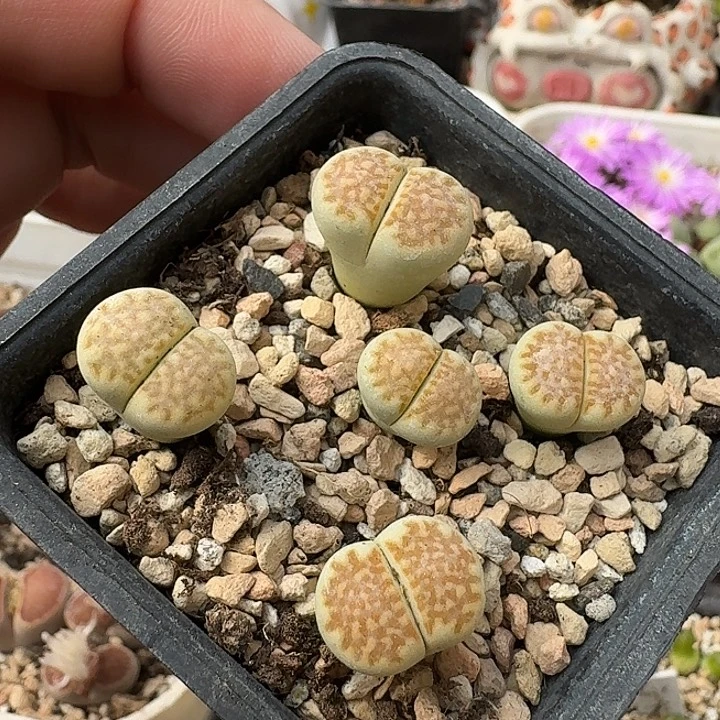 D740青柠两年多肉