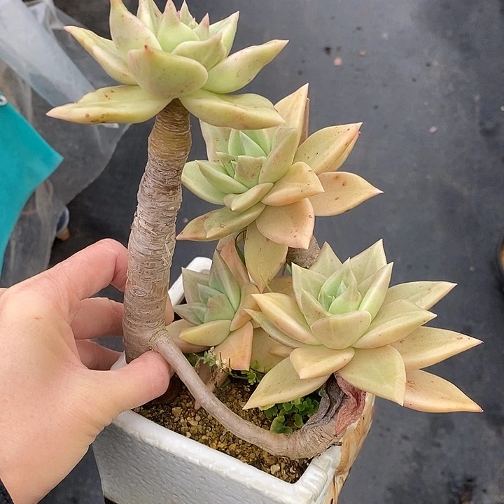 1085多肉植物老桩