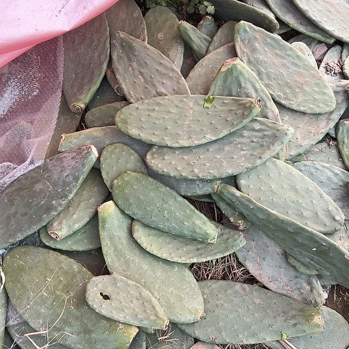 中国大陆仙人掌5斤不新鲜有伤不支持退换货