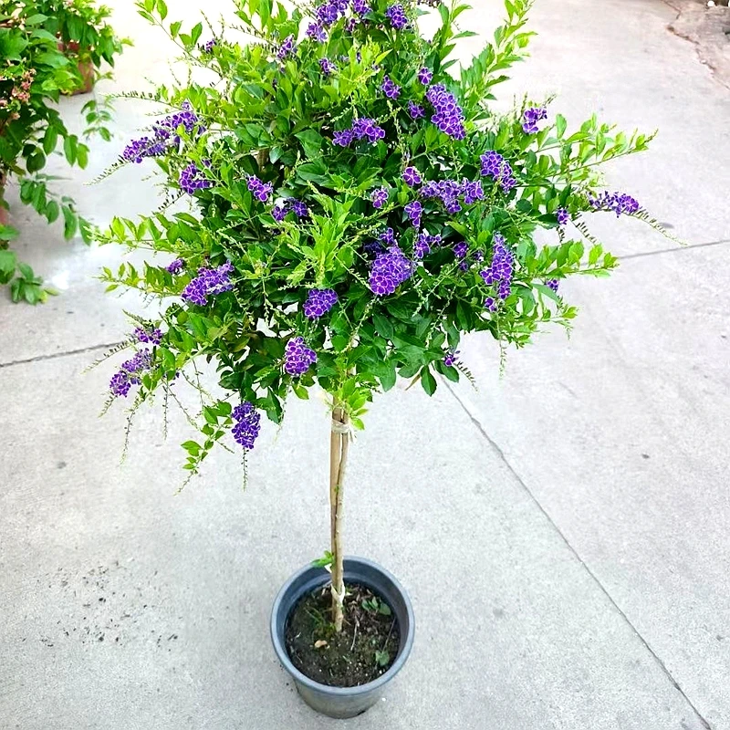 蕾丝金路花独杆棒棒糖造型盆栽花卉多季开花四季开花巧克力蓝精灵