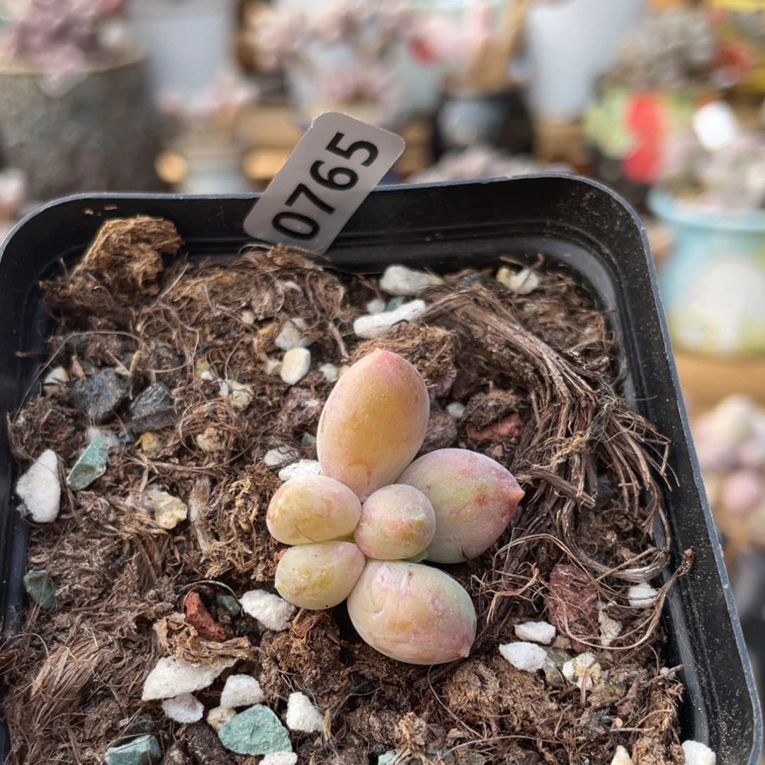 乌里韦亚多肉植物