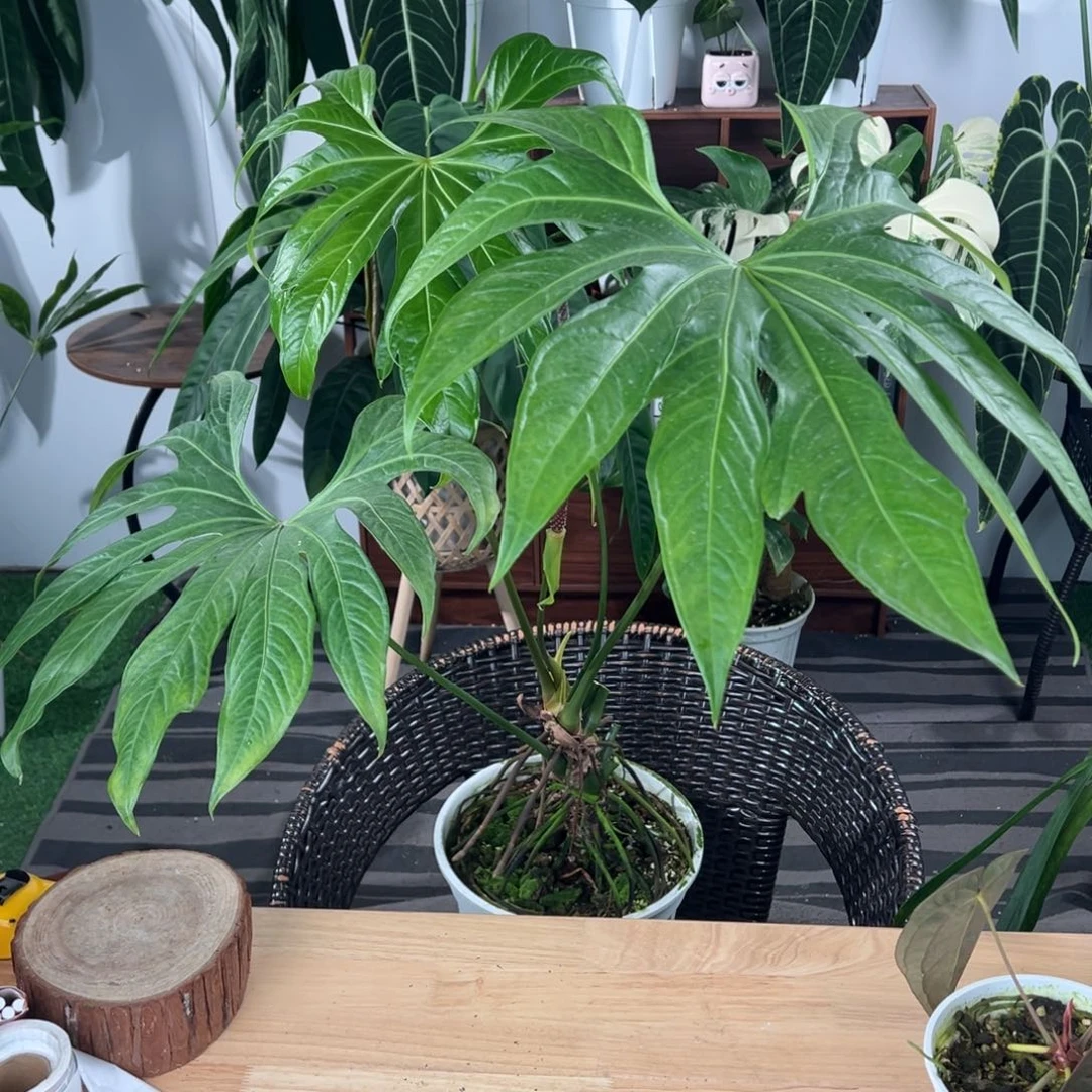 人***多完全开放母本掌裂
