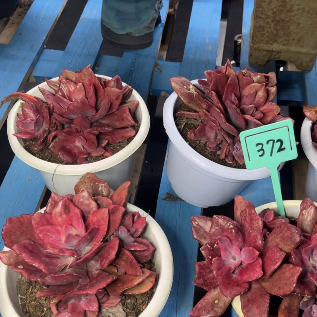 小雨多肉群生钻石锦