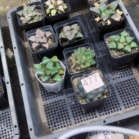 477寿一物一图如图