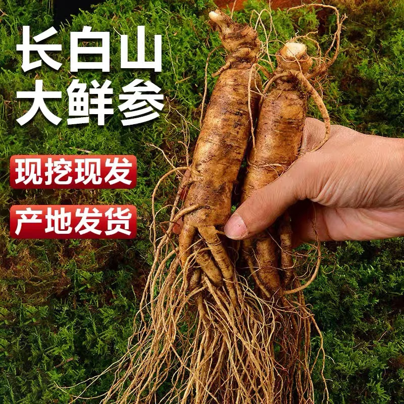 长白山新鲜现挖适合中老年泡酒煲汤带土足龄10颗左右
