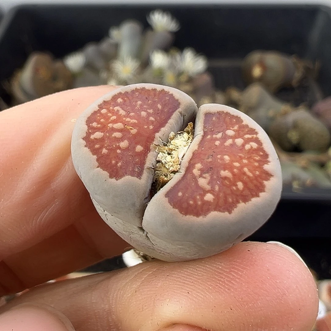 717红窗菊下班福利了