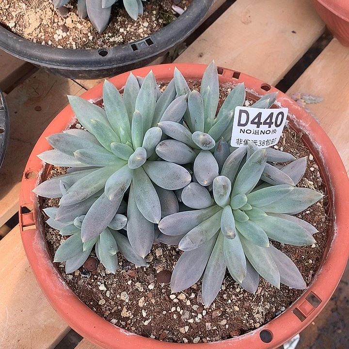 一***1黄胖体哥特440 基地已转清货处理 玻璃心勿扰