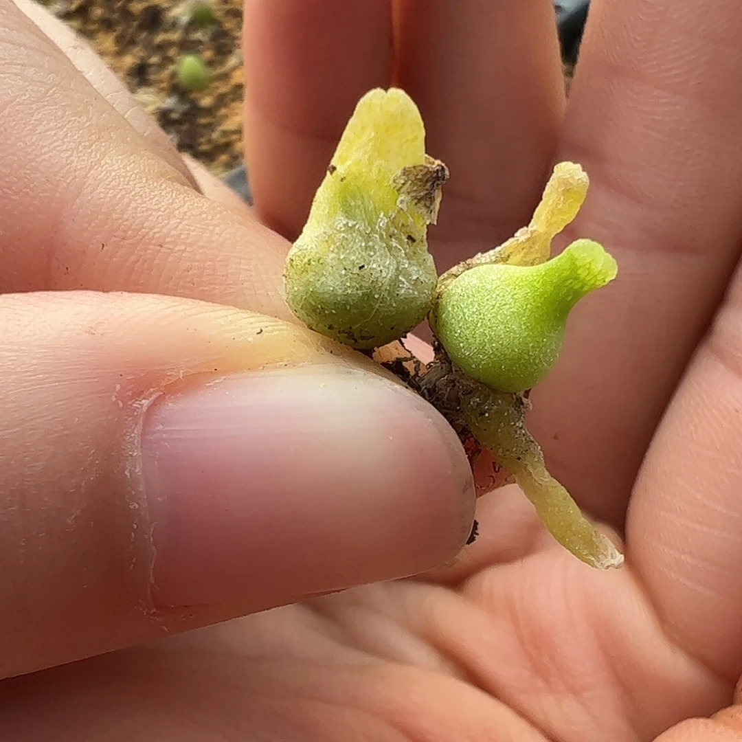 0000量拍小葫芦2颗小体型