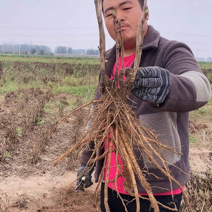 当前无花朵，栽培后可花朵花二乔42