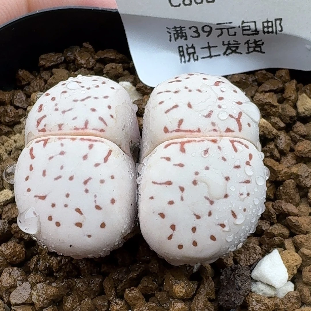 808多肉哈哈哈哈哈哈哈