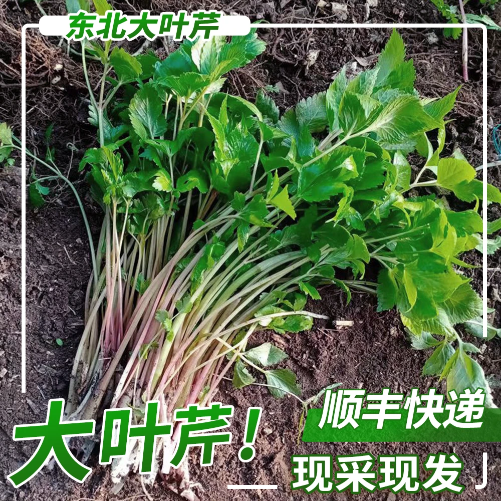 新鲜大叶芹东北山菜山芹菜包饺子炒肉芹菜1斤2斤顺丰快递