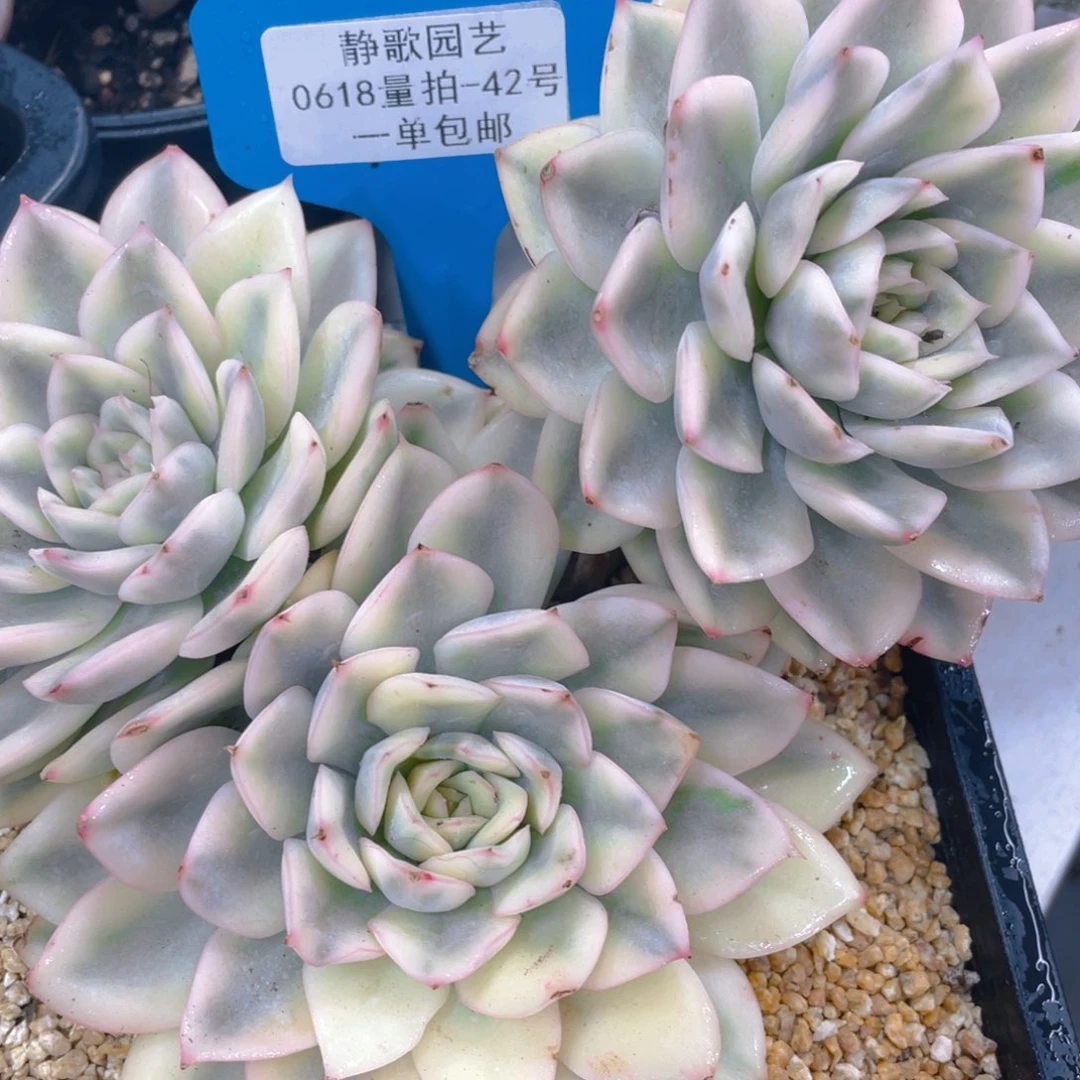 0618-42-月亮仙子锦母本大群一颗