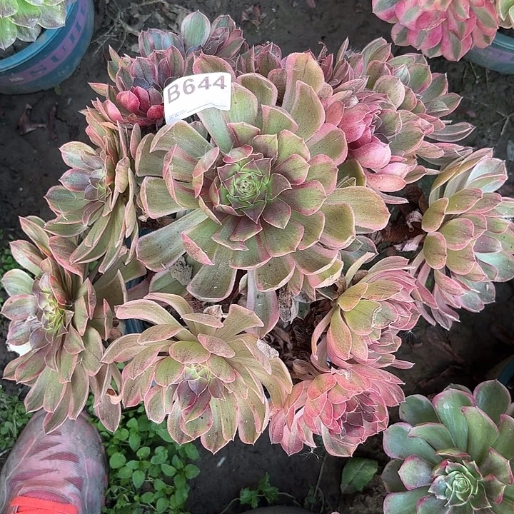 万七彩8-20-644偏远不包邮