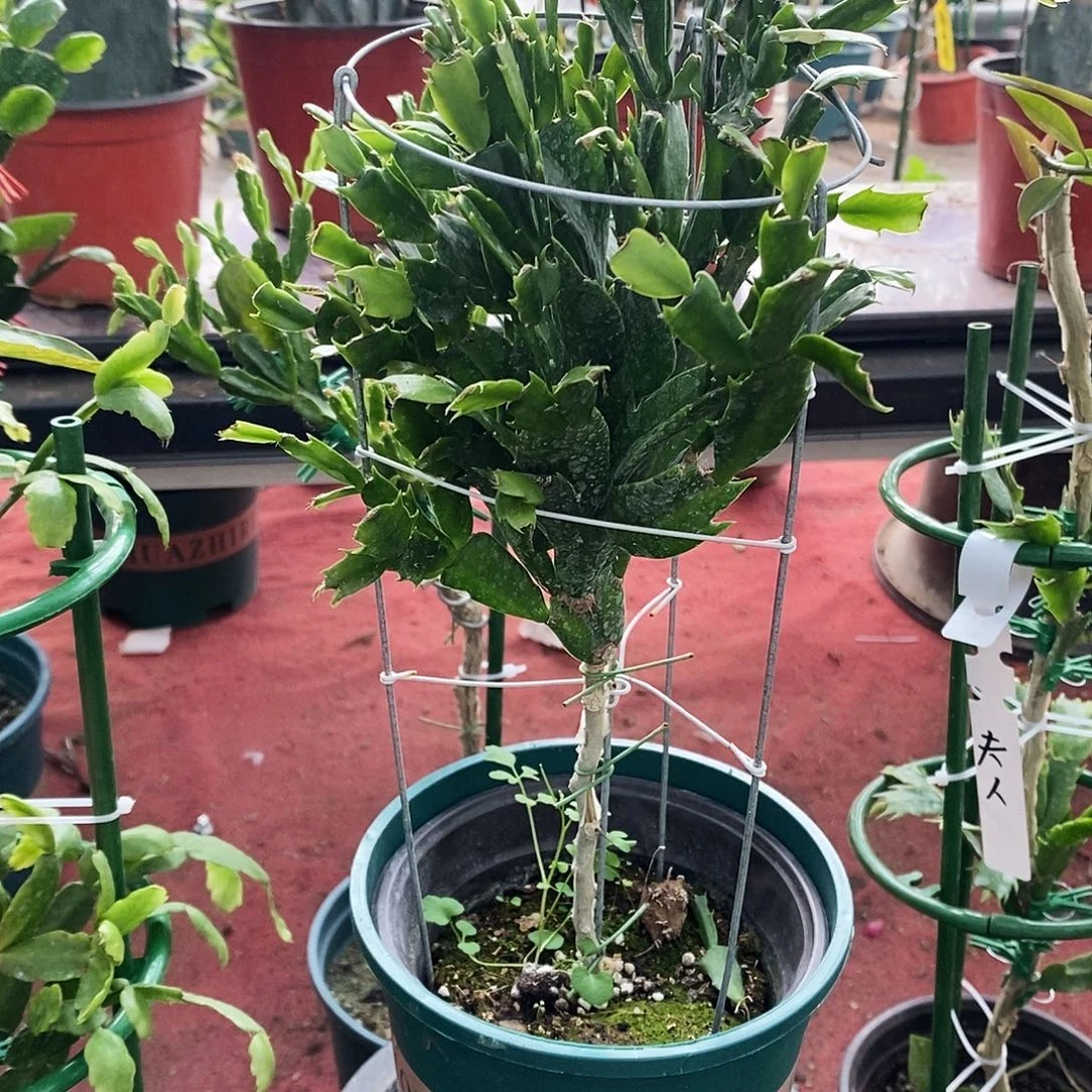 过***客无花朵福利款单色