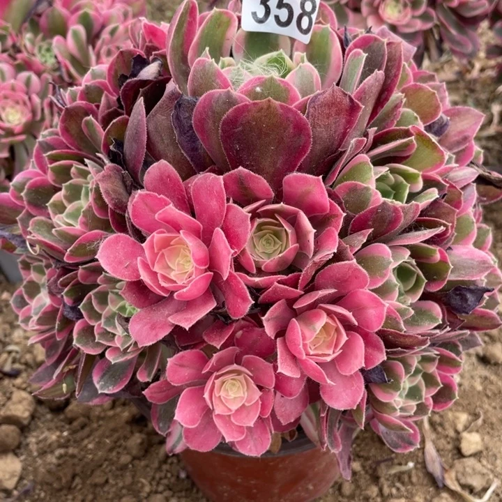 飘*姐358多肉植物妖月