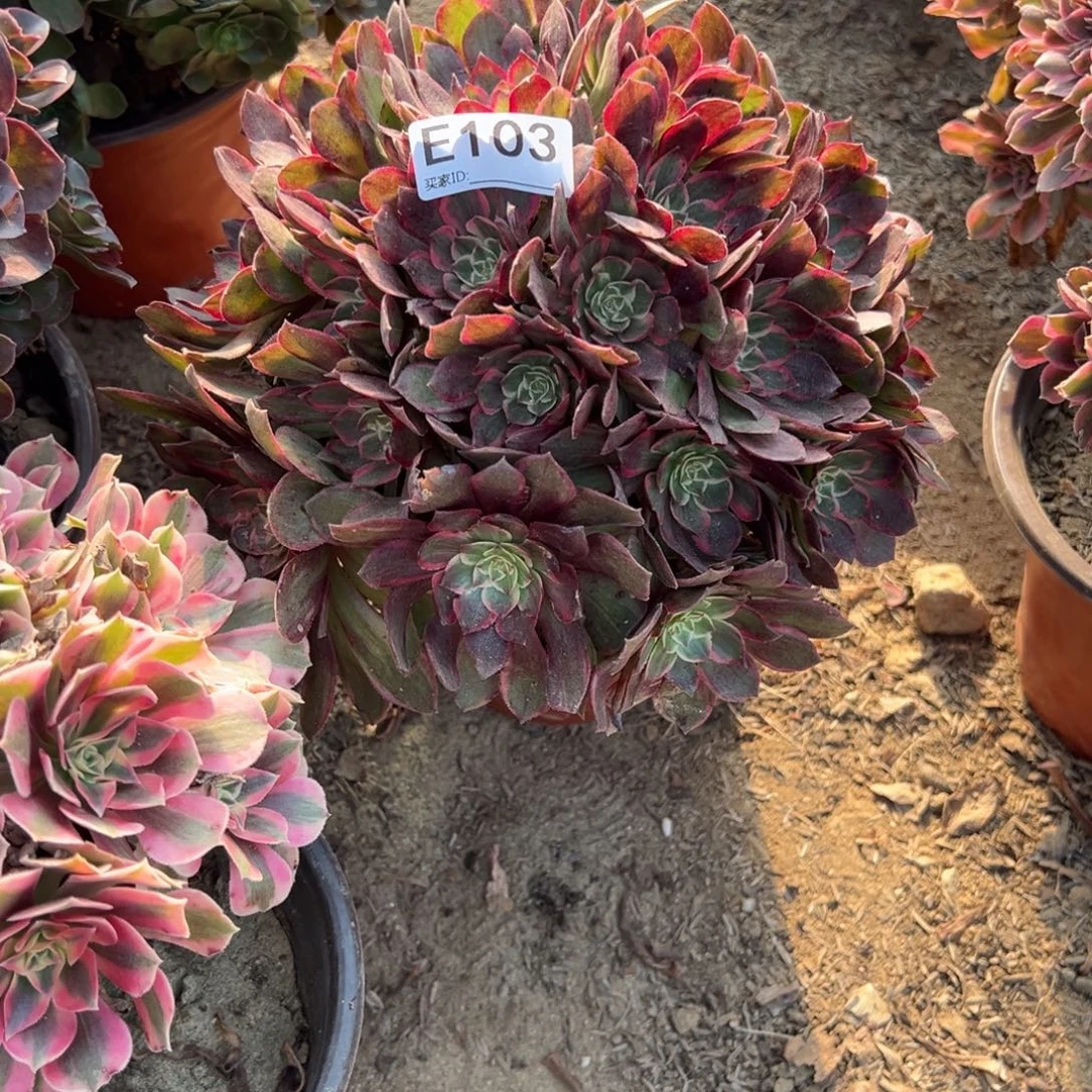 103莲花多肉植物法师