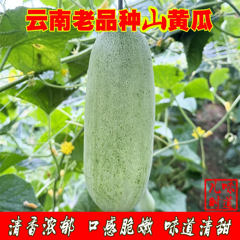 山黄瓜云南老品种新鲜生吃水果露天黄瓜土黄瓜旱黄瓜吊瓜当季现摘