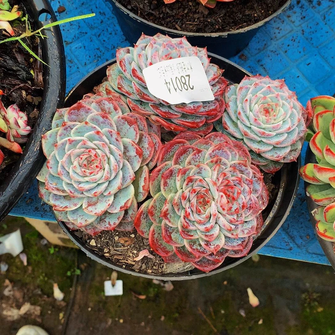 琳***子   天鹅绒多肉28014