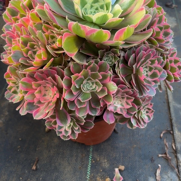 瑞妈多肉植物848初恋