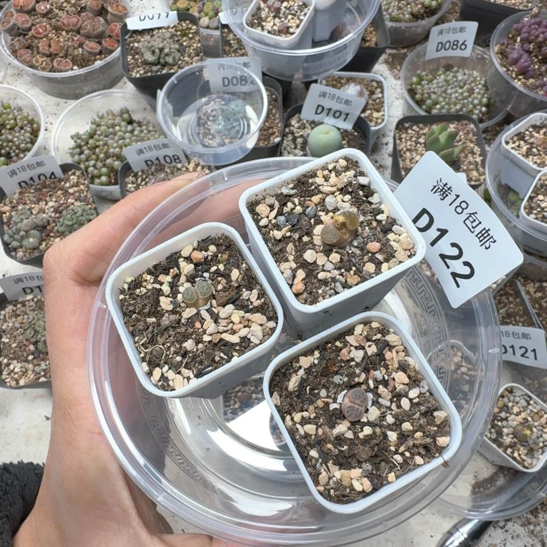 D122 三颗小磁铁带盆