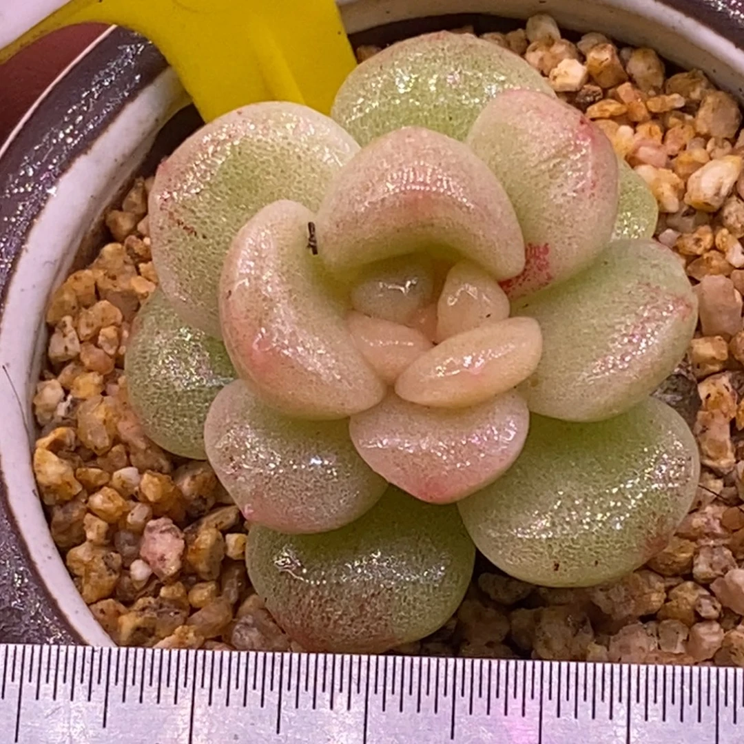 2106冰玉石化心带锦…………