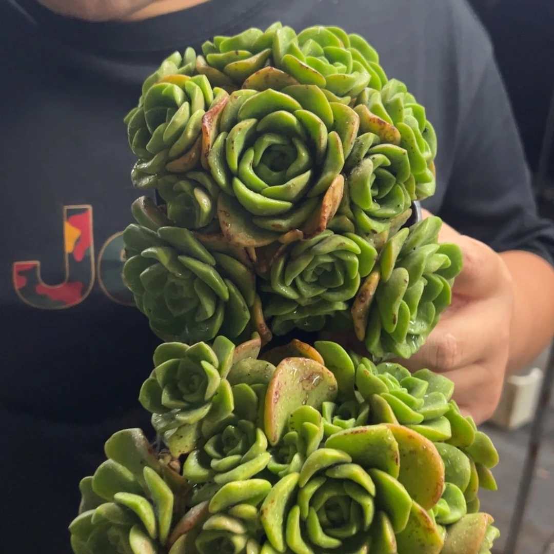 百合莉莉整装两盆