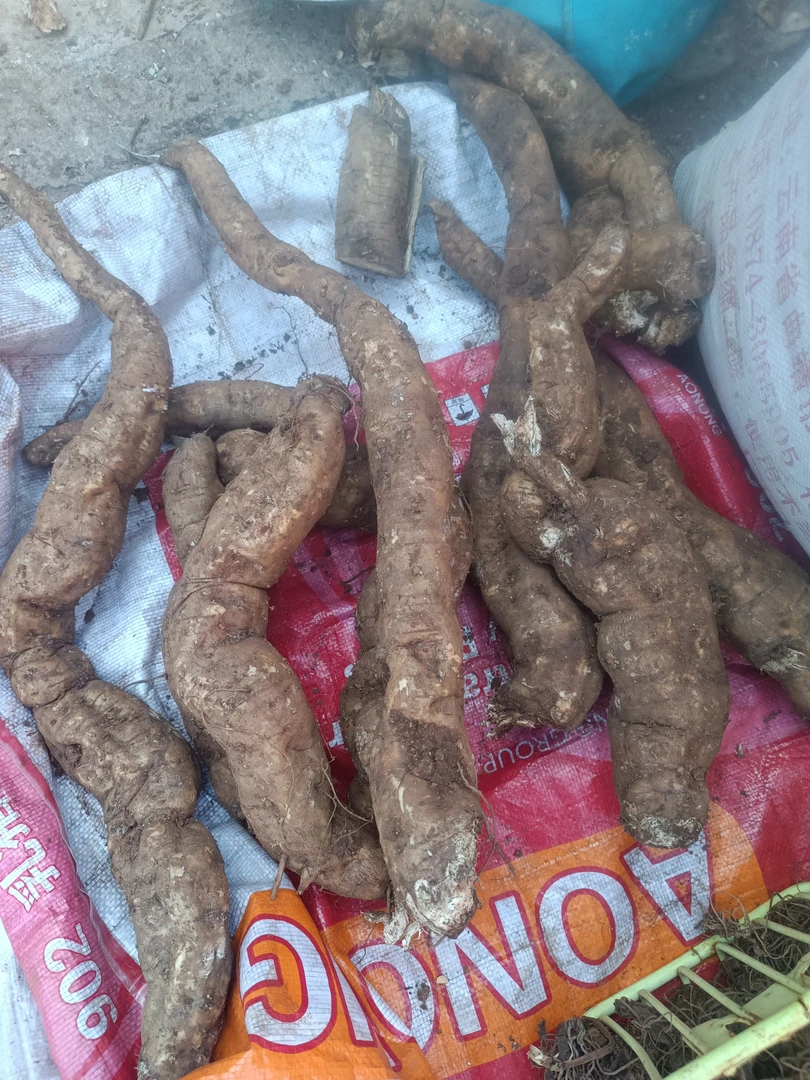 云南农家老品种葛根