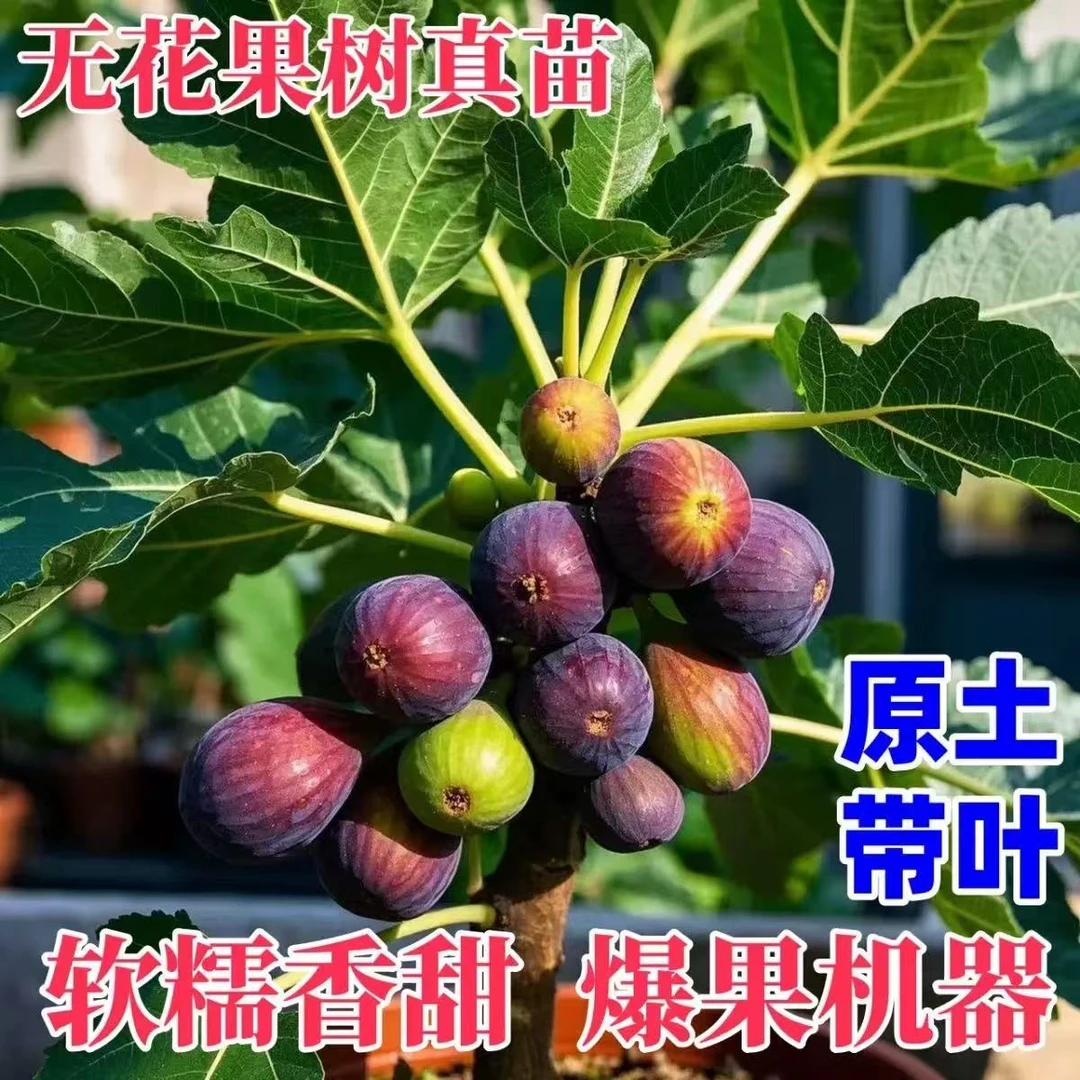 [带土带叶】优质无花果树苗阳台庭院南北方种植[掉果不包】