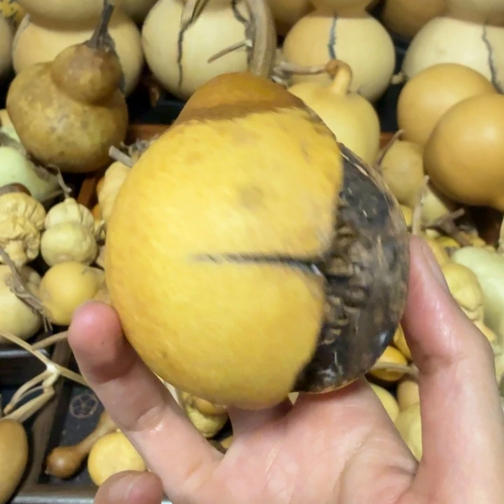 黄***犬健健康康健健康康健健康康