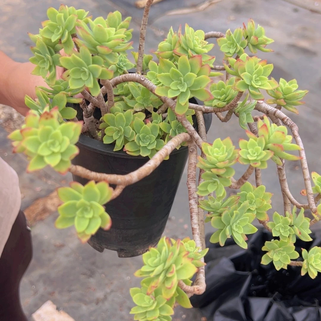 清扬薄化妆 大盆160杯