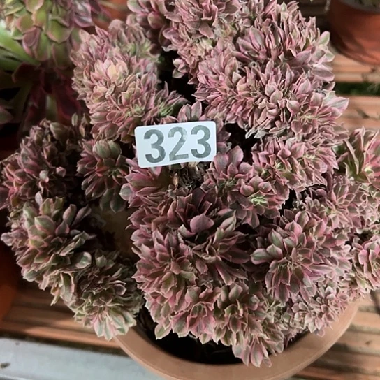 心***雨多肉植物一个女巫微瑕323