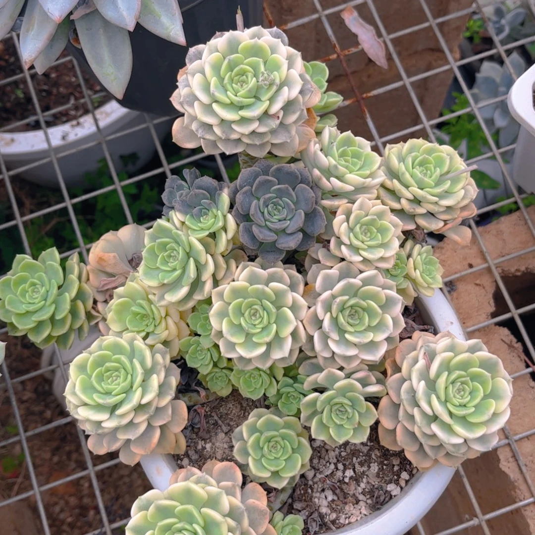 新疆西藏内蒙不包邮，粉布偶锦