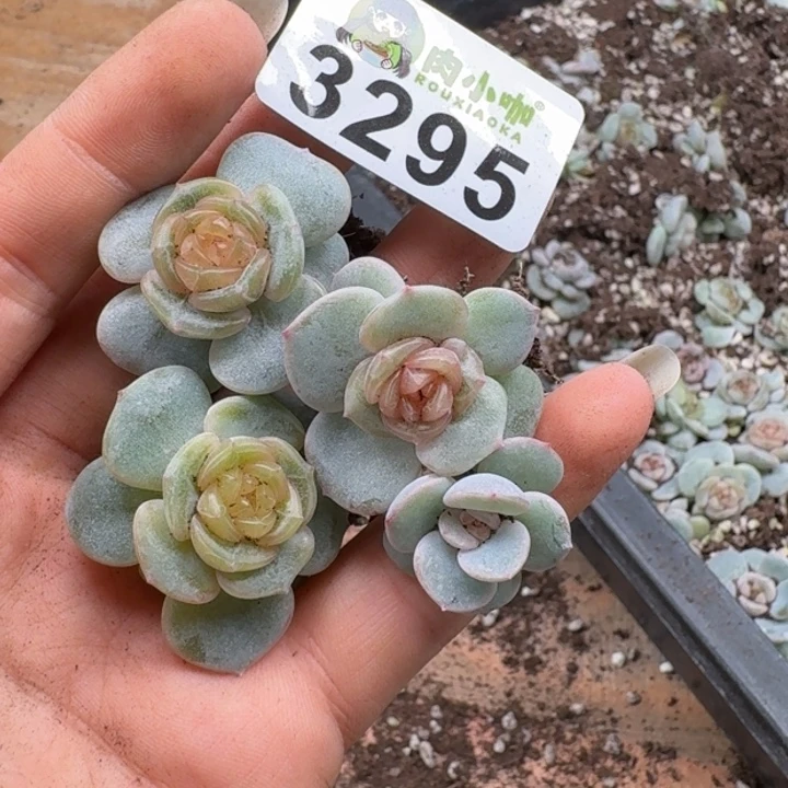 多肉植物多肉植物