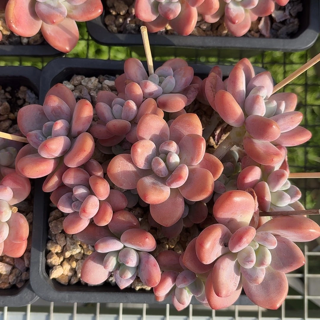 樱花红洛神大群冠幅 16-18㎝