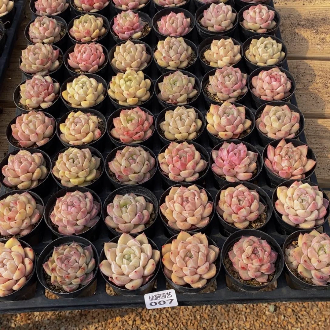 发****肉007多肉植物保护研究所所长