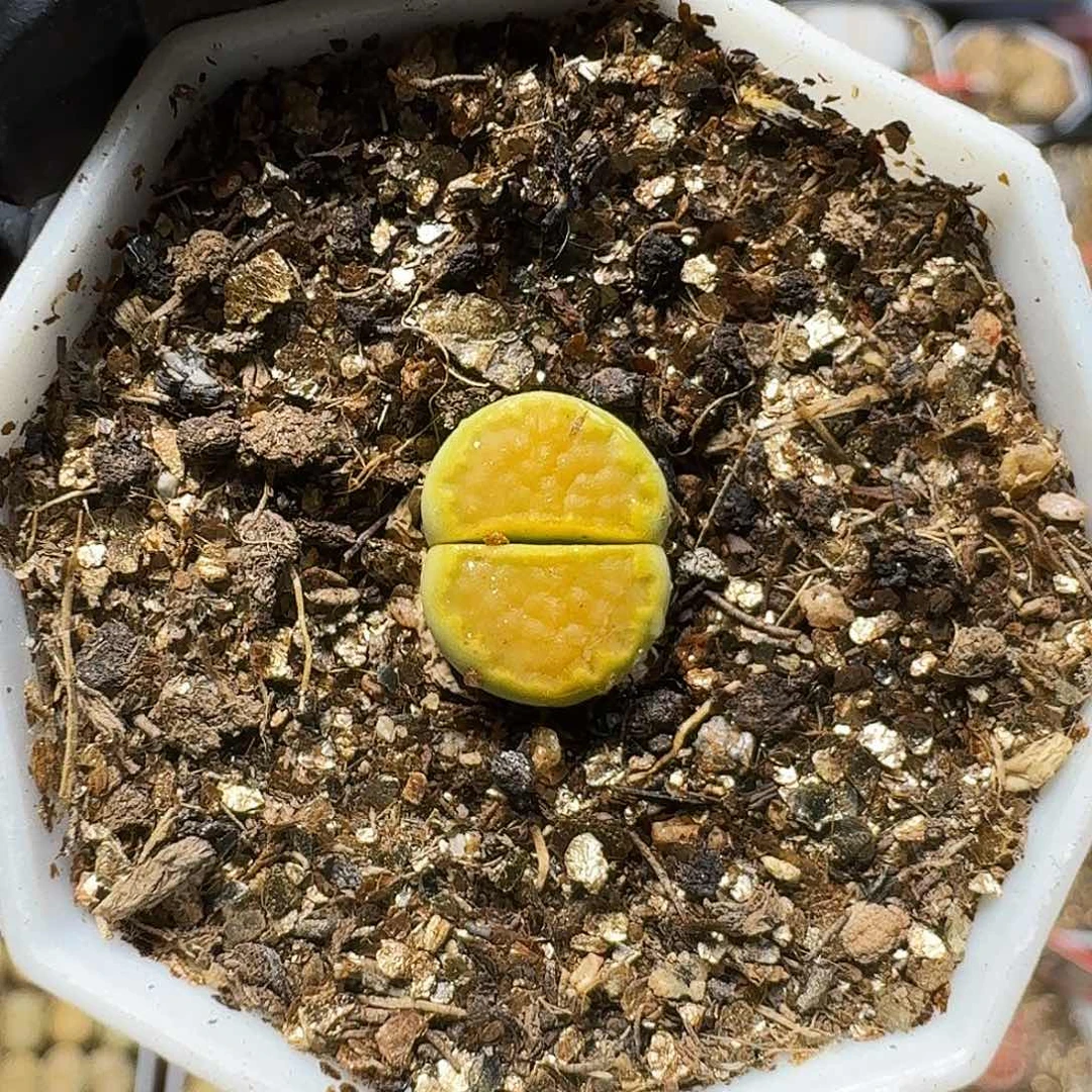 豆***豆生石花等111。  173