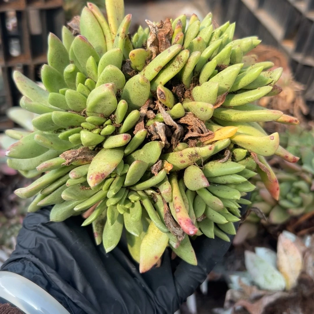 陆****谢谢哥～一物一拍246