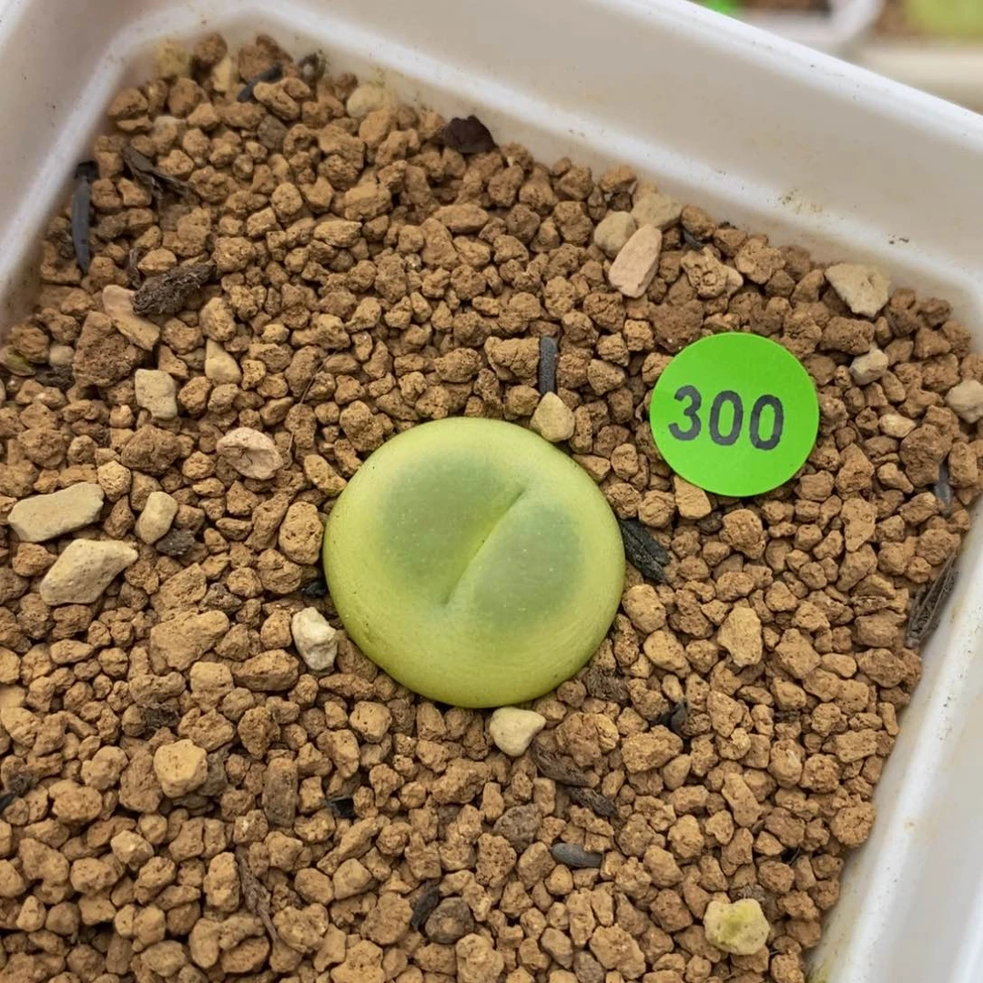 拉登1.8cm多肉带盆300
